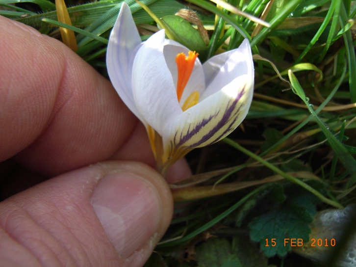 Crocus biflorus